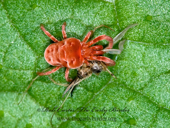 Allothrombium  RED VELVET MITE  6016142 z