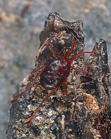 Charletonia  ERYTHRAEID MITE 243323z