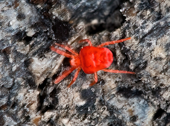 Trombidium  RED VELVET MITE  6004322z