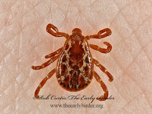 Dermacentor variabilis  AMERICAN DOG TICK 5010351z