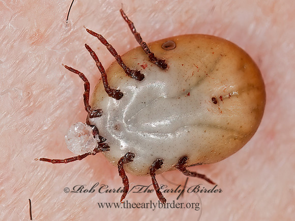 Dermacentor variabilis  AMERICAN DOG TICK 3013531z