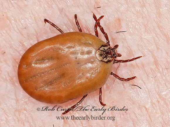Dermacentor variabilis  AMERICAN DOG TICK 3013533z