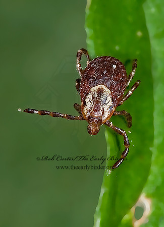 Dermacentor variabilis  AMERICAN DOG TICK 6009502z