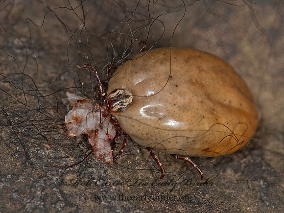Dermacentor variabilis  AMERICAN DOG TICK 3013527z