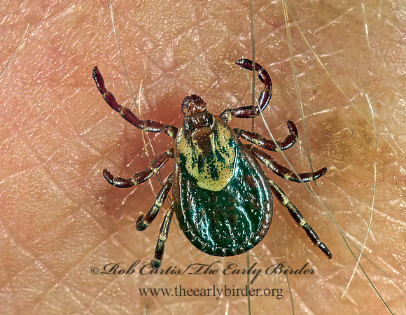 Dermacentor variabilis  AMERICAN DOG TICK 1111612z
