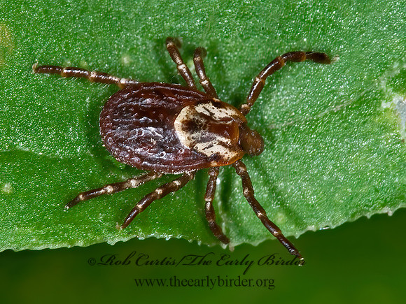 Dermacentor variabilis  AMERICAN DOG TICK 6009504z
