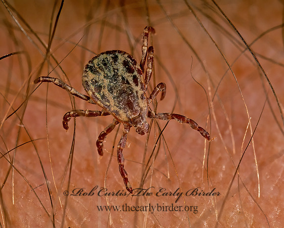 Dermacentor variabilis  AMERICAN DOG TICK 1110225z