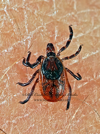 Ixodes scapularis  EASTERN BLACK-LEGGED TICK 180411z