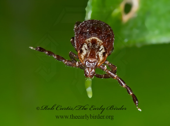 Dermacentor variabilis  AMERICAN DOG TICK 6009508z