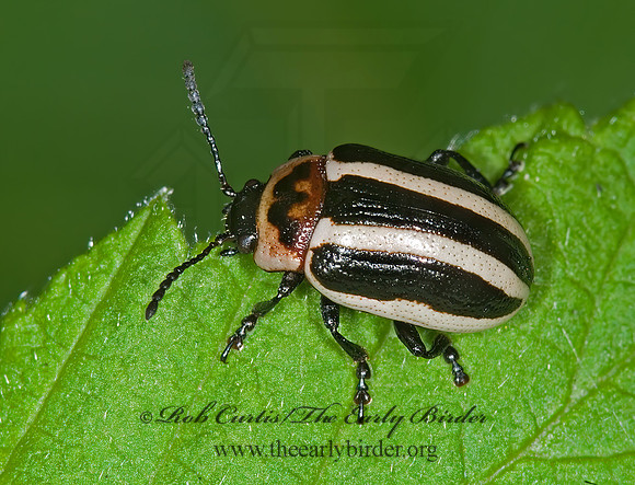 Calligrapha californica coreopsivora 6008510z