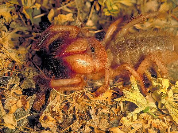 Eremorhax  STRAIGHT-FACED WINDSCORPION 94223z