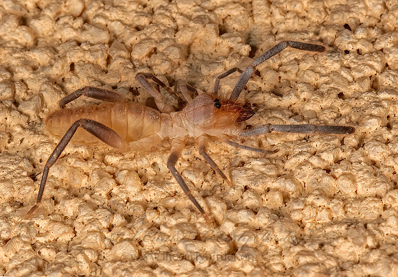Branchia   CURVE-FACED WINDSCORPION 3036273z