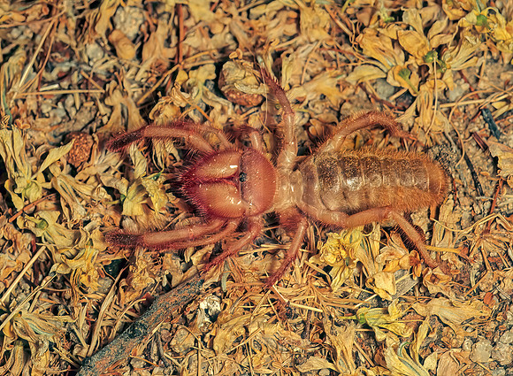 Eremorhax  STRAIGHT-FACED WINDSCORPION 94221 z