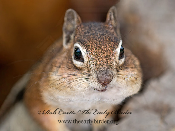 Callospermophilus lateralis  GOLDEN MANTLED SQUIRREL 7011017z