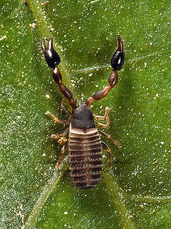 Parachernes  CHERNETID PSEUDOSCORPION 5010855z