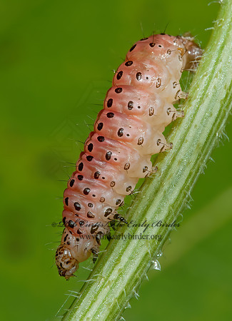 Sitochroa palealis  CARROT SEED MOTH 8031416z
