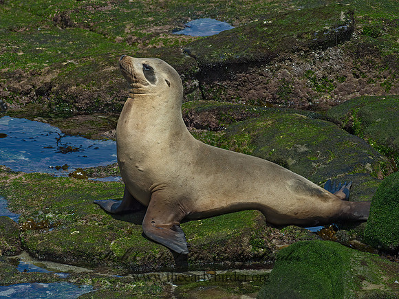 Zalophus californianus  CALIFORNIA SEA LION 9055904z