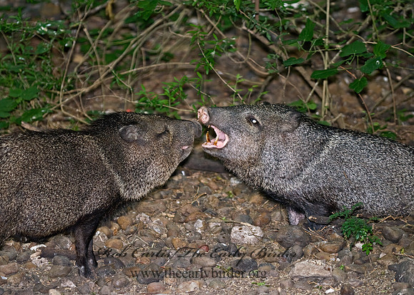 Tayassu angulatus  JAVELINA 7005222z