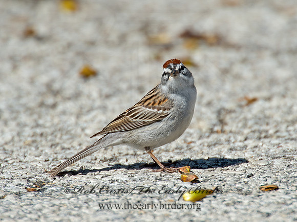 Spizella passerina  CHIPPING SPARROW 9021290z