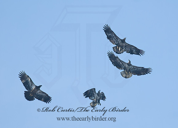 Haliaeetus leucocephalus  BALD EAGLE 7013972z