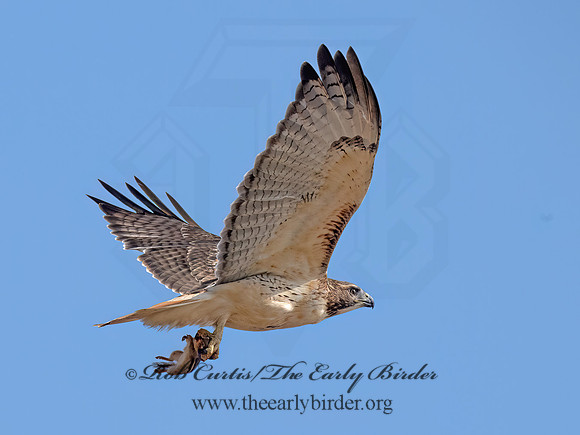 Buteo jamaicensis  RED-TAILED HAWK 9084284z