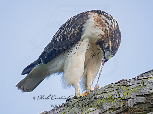 Buteo jamaicensis  RED-TAILED HAWK 9084334z-