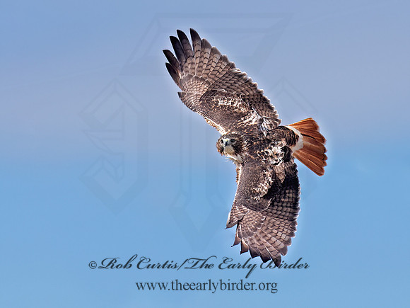 Buteo jamaicensis  RED-TAILED HAWK 6041551z