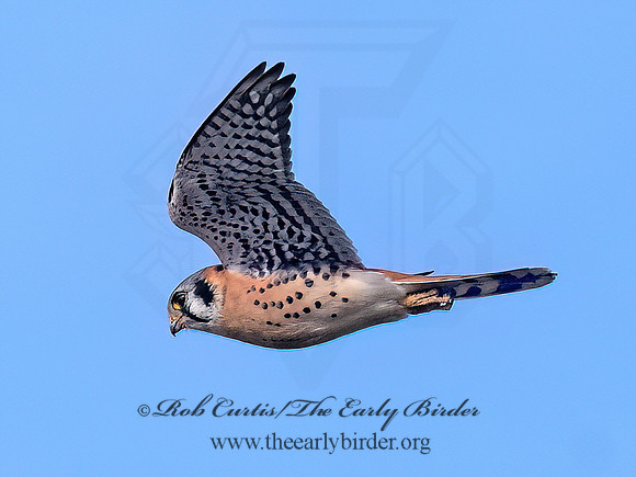 Falco sparverius  AMERICAN KESTREL 3042852z