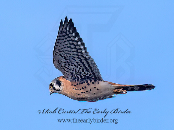 Falco sparverius  AMERICAN KESTREL 3042849z
