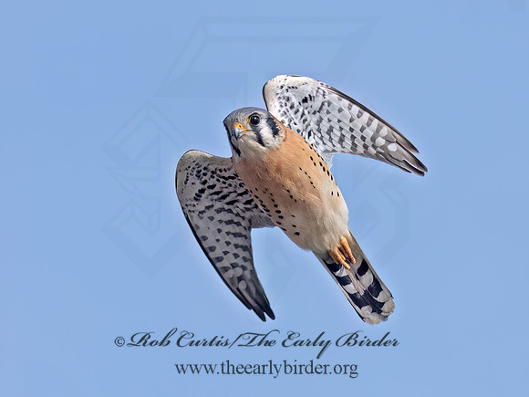Falco sparverius  AMERICAN KESTREL 3042841z