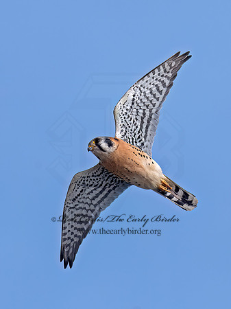Falco sparverius  AMERICAN KESTREL 3042843z