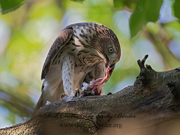 Accipiter cooperii  COOPER'S HAWK 9081915z