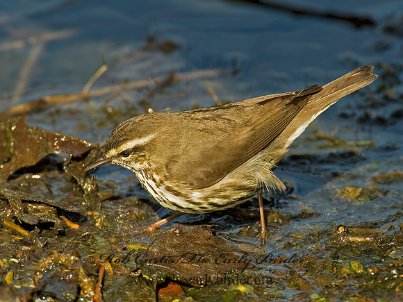 Parkesia noveboracensis  NORTHERN WATERTHRUSH 4000349 z