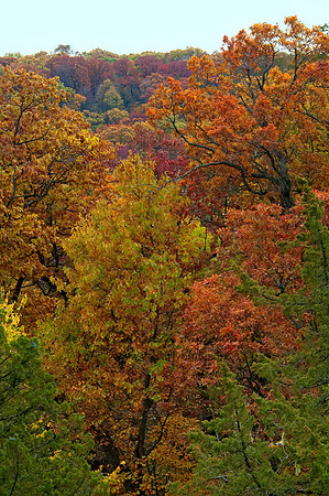 FALL FOREST SCENE 5016980z