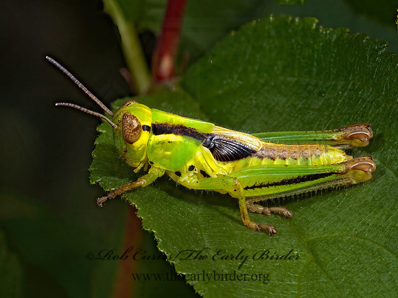 Melanoplus  SPUR-THROATED GRASSHOPPER 5000847z