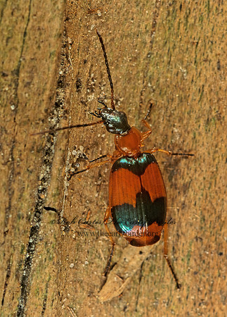 Lebia pulchella 201109z