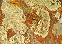 Lunatipula dorsimaculata  CRANE FLY 144001 Mz