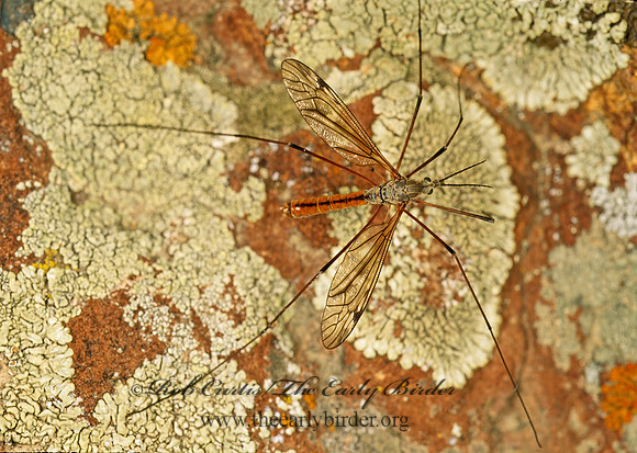 Lunatipula dorsimaculata  CRANE FLY 144001 Mz