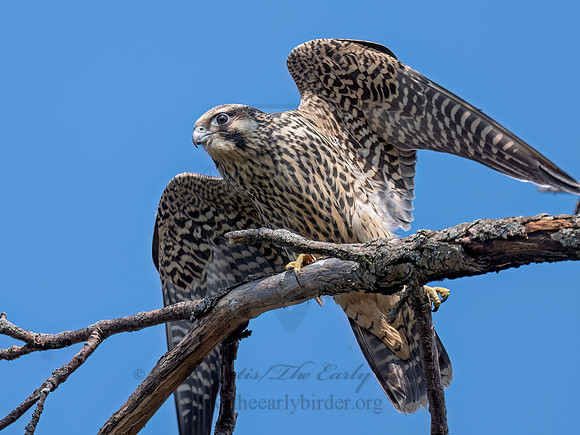 Falco peregrinus PEREGRINE FALCON 3046888z