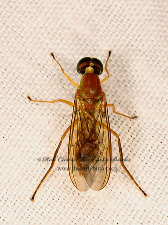 Ptecticus trivittatus  SOLDIER FLY 3021870z
