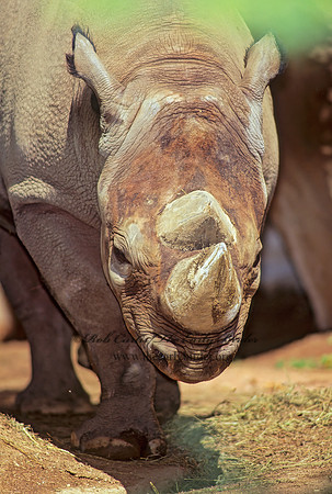 Diceros bicornis  BLACK RHINOCEROUS 79113z