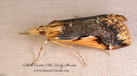 Loxostege albiceralis PYRAUSTINAE CRAMBID SNOUT MOTH 94503-1z