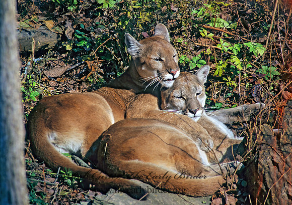 Puma concolor  COUGAR 213635z