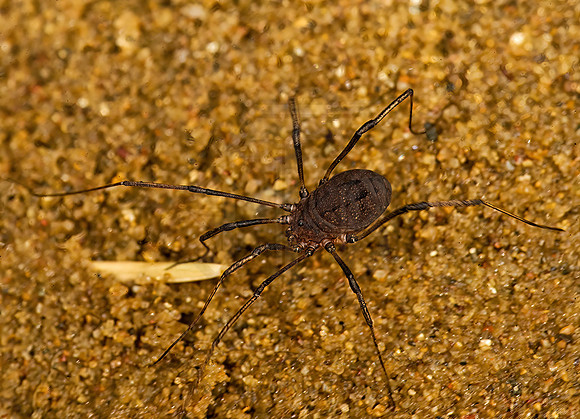 Hadrobunus  HARVESTMAN 8017744z