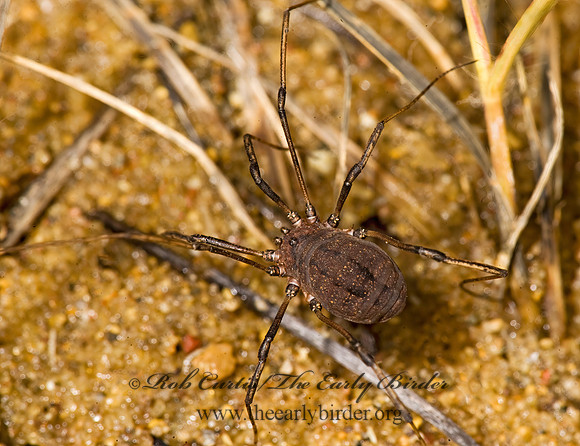 Hadrobunus  HARVESTMAN 8017743z