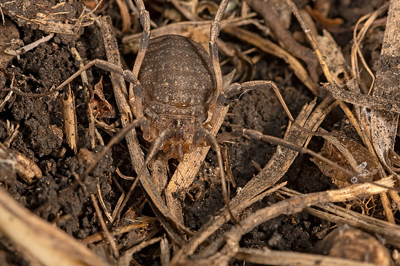 Eumesosoma roeweri  SCLEROSOMATID HARVESTMAN 3035845z