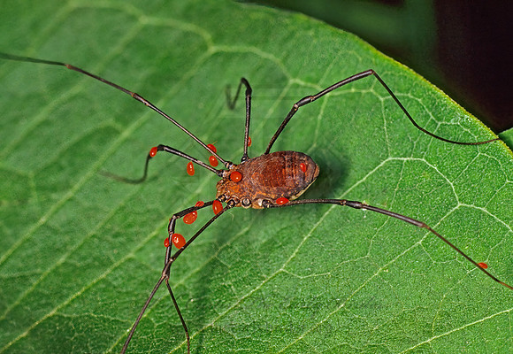 Hadrobunus maculosus 30526-1z