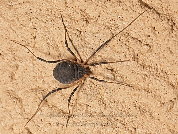 Eumesosoma roeweri  HARVESTMAN 3023186z