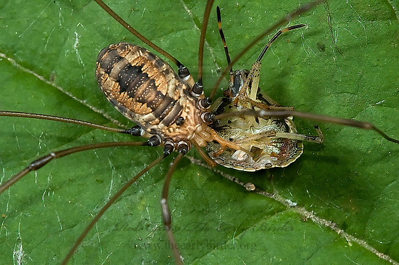 Hadrobunus maculosus 5012430z