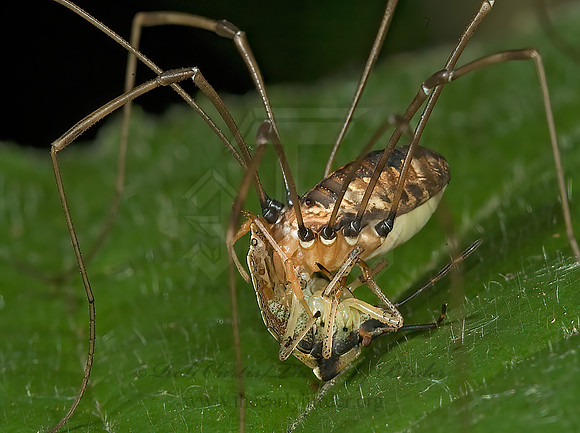 Hadrobunus maculosus 5012436z